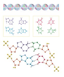 DNA computing